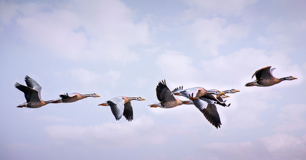 Migrate Website